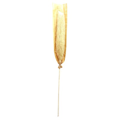 Zaria Dry Coriander Grass Stick In Paper Natural 145Cm